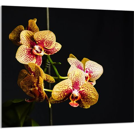 PANNELLO IN VETRO PER CUCINA 65x60 Orchidea (1/5)
