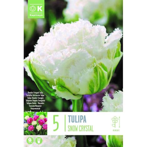 Bulbi di Tulipano Snow Crystal 8 pz Kapiteyn