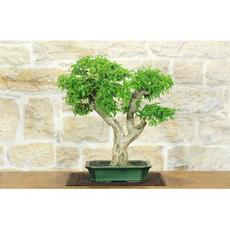 Bonsai di Ligustro Ovalifolium (4) (1/5)