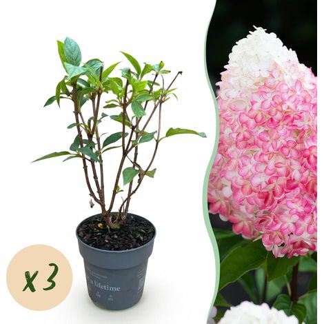 Lot de 3 Hortensias Paniculés Living Pink & Rose - Arbuste Rustique - Rose - Pot 12 cm - PANGIVO (1/4)