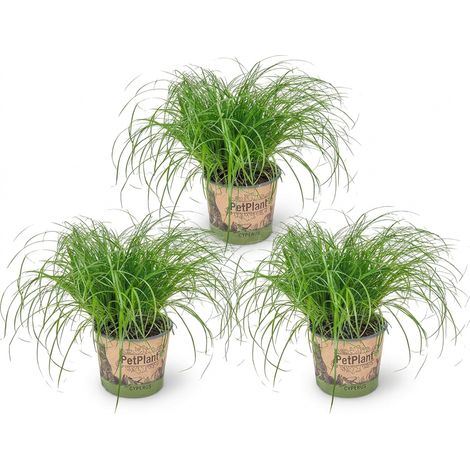 Bloomique - Lot de 3 - Cyperus zumula - Herbe à chat - Plante d’intérieur - Sans danger pour les animaux - 20-30 cm de Haut - Pot 12 cm
