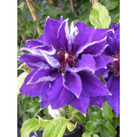 Clématite 'Shin Shigoku' Pot de 2L/3L (1/2)