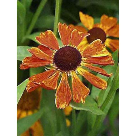 Hélénie 'Waltraut' Godet de 8/9 cm