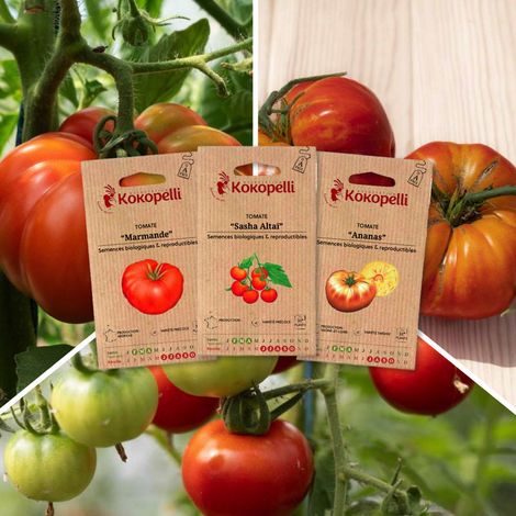 Tomates pour salade - 3 sachets de graines bio à semer (1/2)