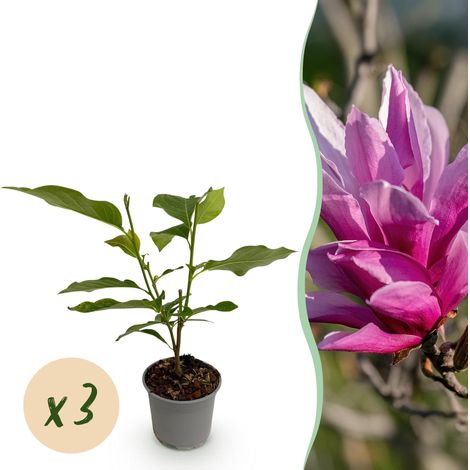 Magnolia liliiflora Nigra - Lot de 3 Plantes de Jardin à Fleurs Violettes - Pot 12cm H30cm - PANGIVO (1/5)