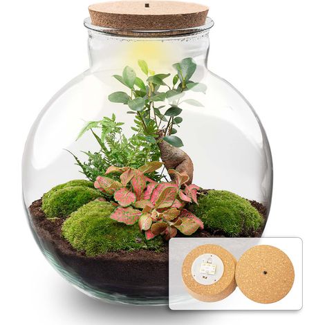 Kit Terrarium de Plantes DIY avec Éclairage LED - Ficus Ginseng et Fougère - Ø 31 x 30 cm - PANGIVO (1/4)