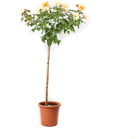Rose Giallo Sfumato Rosa Alberello - Piante Vere Fiorite da Esterno - Rose Vere in Vaso - Pianta Decorativa da Giardino - H 180-190 cm Vaso Ø 22 cm (1/3)