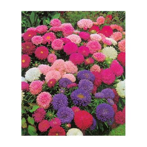 REINE MARGUERITE NAINE TAPIS - 1 G - GRAINES