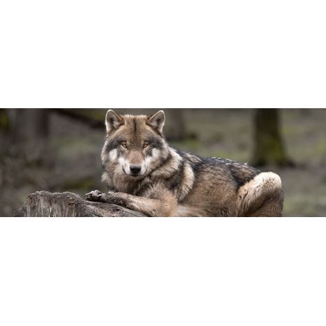 Tableau sur toile loup gris 30x97 cm - Impression sur Toile Murale Décorative - Image imprimée en HD sur Toile - Toile sur Châssis en Bois FSC - Fabriqué en France (1/4)
