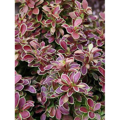 Épine-vinette de Thunberg 'Admiration'® Pot de 2L/3L (1/3)