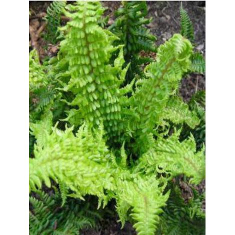 Fausse fougère mâle 'Crispa' Godet de 8/9 cm