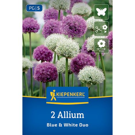 Kiepenkerl Herbstblumenzwiebel Zierlauch Allium Blue & White Duo 2 Stück (1/2)