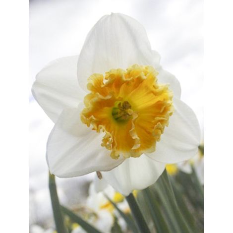Narcisse 'Chantilly' Bulbe calibre 12+ (par 10) (1/2)