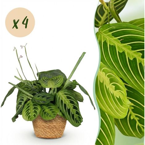 Maranta Fascinator Lemon Lime Plante de Prière Lot de 4 avec Panier Pot 12cm Hauteur 25cm - PANGIVO (1/5)