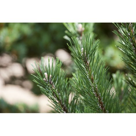 Strauch-Kiefer 'Gnom' Pinus mugo 'Gnom' P 1,5 10- 15 (1/2)