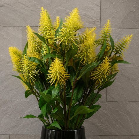 Pack of 6 x 55cm Callistemon Pallidus Yellow Bottle Brush Stem - Premium Quality (1/5)