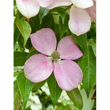 Cornouiller de Hong Kong 'Parc de Haute Bretagne' Pot de 4L/5L (1/2)