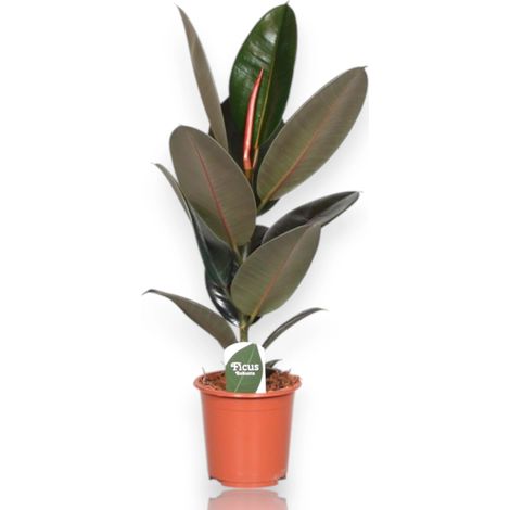 Gardenaria Ficus elastica 'Abidjan' - Pianta da interno ornamentale - Altezza: 120/150cm (vaso 22) (1/5)