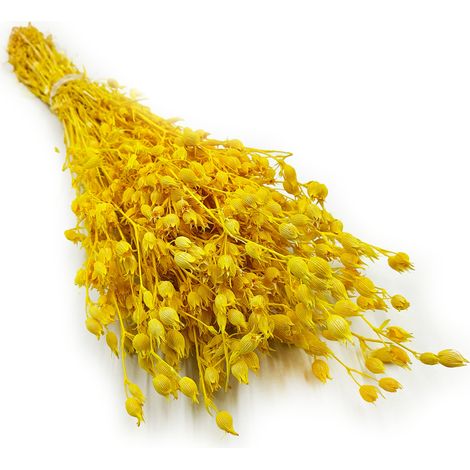 Silene - Amarillo