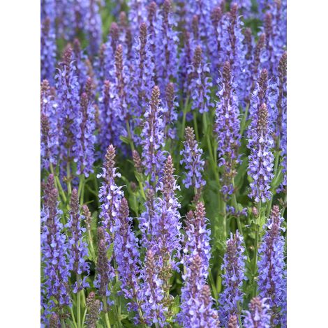 Sauge nemorosa 'Blauhügel' Godet de 8/9 cm (1/3)
