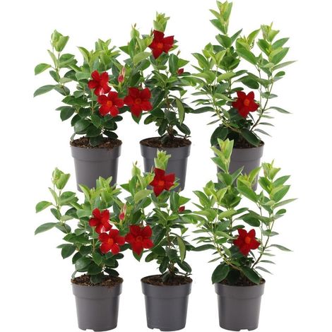 Dipladenia Mandevilla Rouge Lot de 6 Plantes Grimpantes pour Jardin et Terrasse Ø12 cm H25 cm - PANGIVO