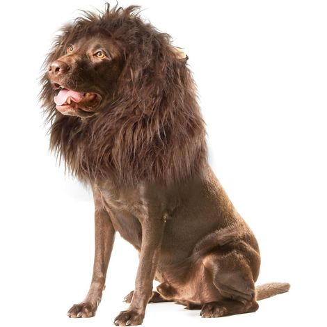 Crinière de lion décorative pour chien, Perruque en fourrure marron foncé, Taille M (tour de cou 60-80 cm), Accessoire festif Halloween et Noël, adaptée au Berger Allemand, Labrador, Golden Retriever (1/5)