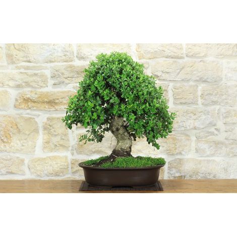 Bonsai di Quercia da Sughero (52) (1/5)