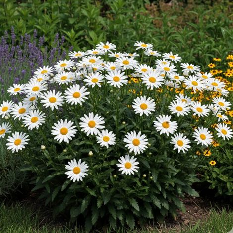 Marguerite d'été Silberprinzesschen/Godet - 5/20 cm