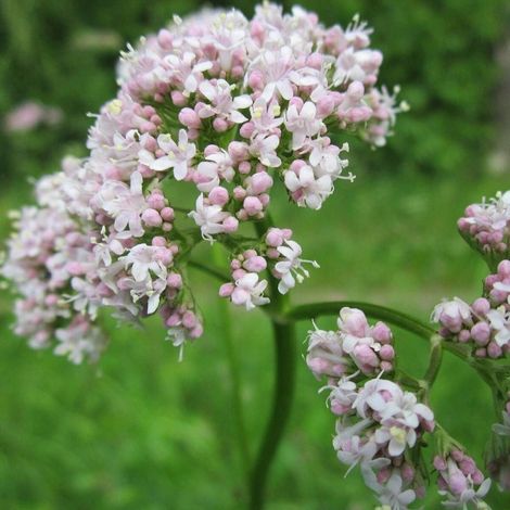 Valériane officinale/Pot de 1L - 10/60 cm