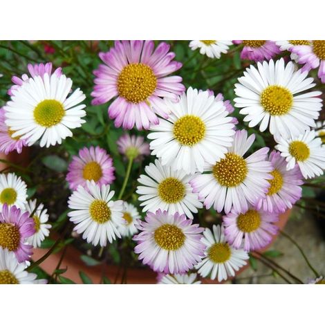 ERIGERON VASO 18CM (1/2)