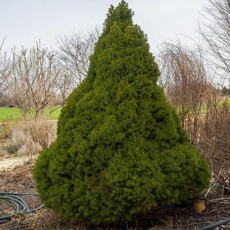 Épinette blanche Conica, Picea/Pot de 5L - 40/60 cm (1/2)