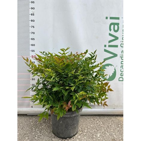 PIANTA DI NANDINA GULF STREAM V.24 (foto reale)