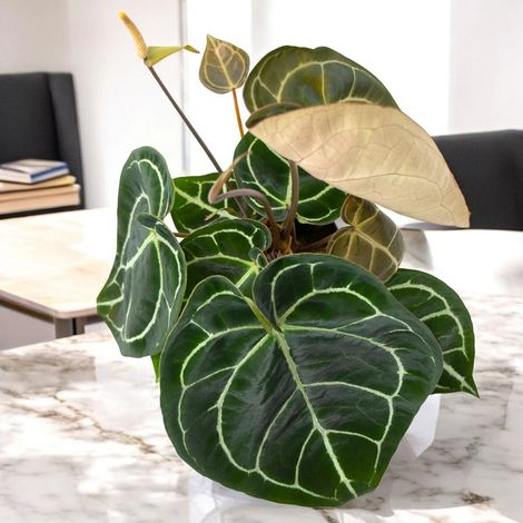 Gardenaria Anthurium 'Crystallinum' - Pianta da interno ornamentale - Altezza: 30 cm (vaso 12) (1/5)
