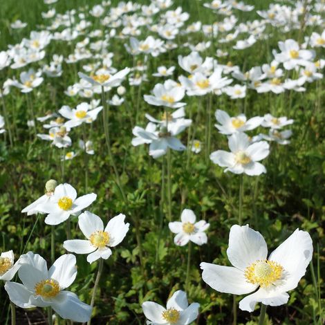 4 x Anémone des bois - Anemone sylvestris - godet 9x9 cm