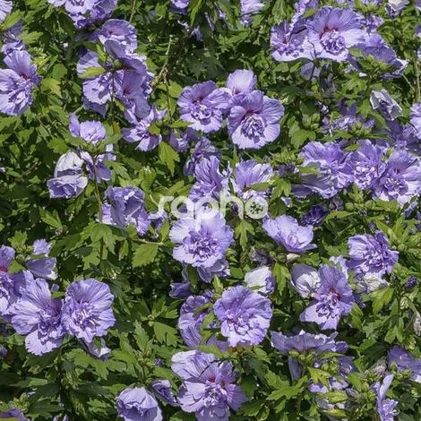 Hibiscus Blue Chiffon® 'Notwoodthree', Althéa/Pot de 15L - 100/150 cm (1/5)