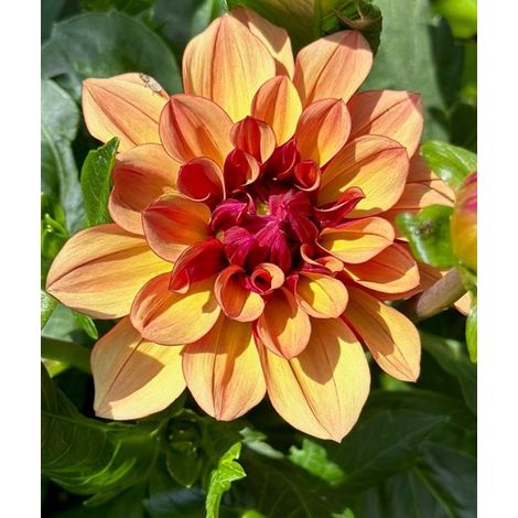 - Crème de Cognac Dahlia - 1 pièce - tubercules de dahlia (1/2)