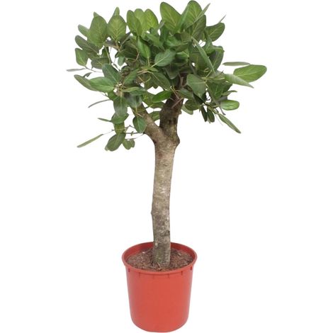 Ficus Benghalensis Arbre d'Intérieur Plante Verte Grandes Feuilles Vert Foncé H150 cm ø30 cm - PANGIVO (1/5)