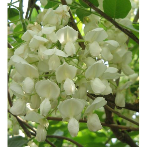 WISTERIA SINENSIS ALBA (Glicine) SPALL.40 (L.75 - H.160) (1/3)