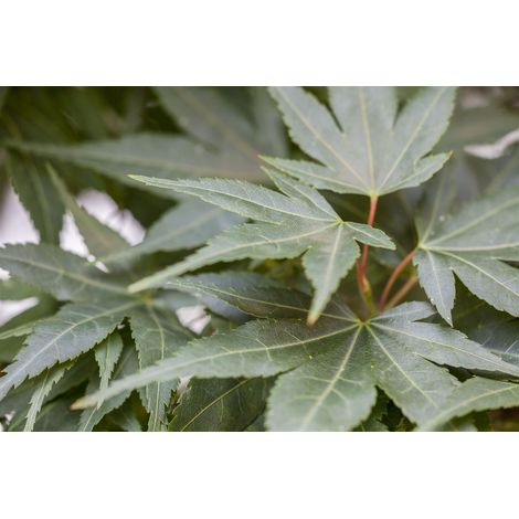 Fächerahorn 'Mikawa Yatsubusa' Acer palmatum 'Mikawa yatsubusa ' 5L 40- 60 (1/5)