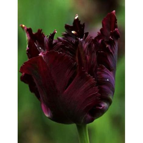 Tulipe perroquet 'Black Parrot' Bulbe calibre 11+ (par 6)