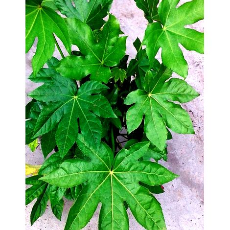Planta de Aralia Fatsia Japonica. Altura 30 Cm