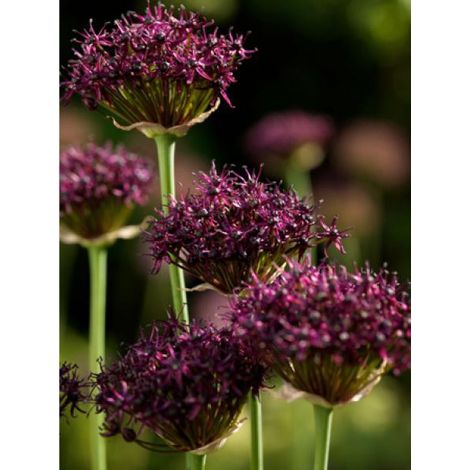 Ail d'ornement atropurpureum Bulbe calibre 8+ (par 10) (1/2)
