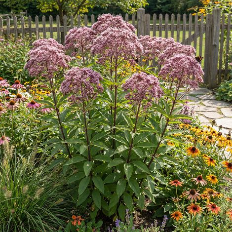 Bloomique - Lot de 6 - Eupatoire pourpre (Eupatorium purpureum) - Herbe de la reine - Floraison abondante - Rustique - Vivace - Hauteur 10-20 cm - Pot 9 cm