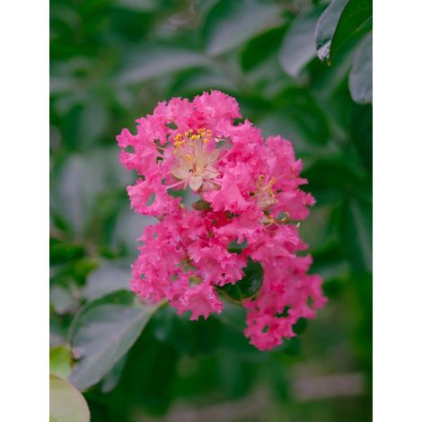 Gardenaria Lagerstroemia indica 'Petite Pink' - Arbusto ornamentale da giardino - Altezza: 125/175 cm (vaso24) (1/3)