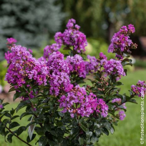 Lilas des indes Purple Magic®, Lagerstroemia/Pot de 3L - Touffe