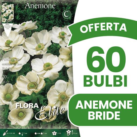OFFERTA 60 BULBI ANEMONE CORONARIA THE BRIDE