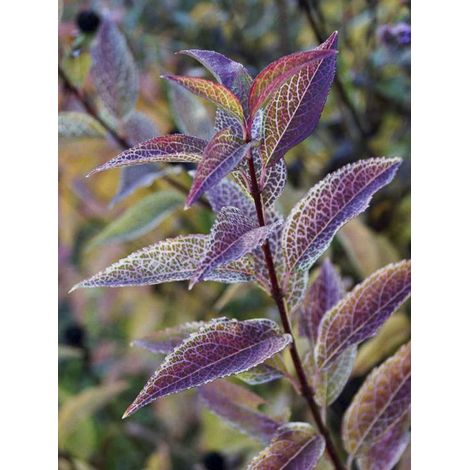 Mimosa de Paris 'Kumson' Pot de 3L/4L (1/2)
