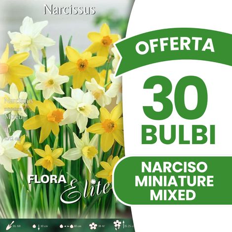 OFFERTA 30 BULBI NARCISO MINIATURE MIXED