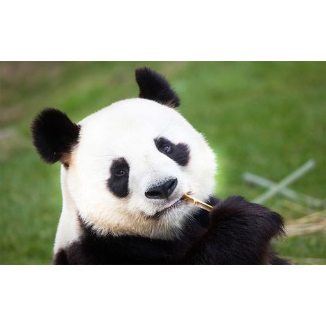 Affiche animaux gourmandise de panda - 60x40cm - made in France (1/5)