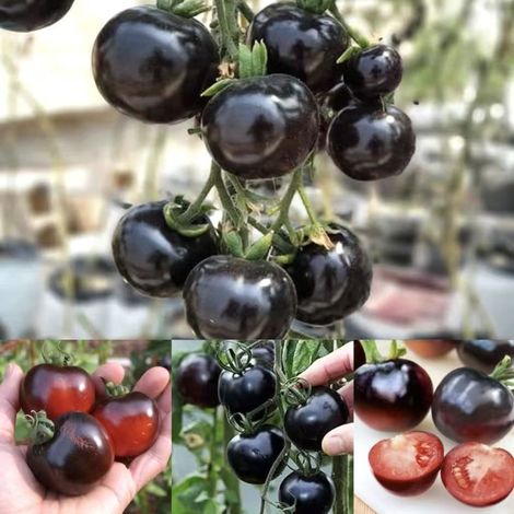 300 graines de tomates Black Diamond, graines de tomates cerises, légumes non OGM, adaptés à la plantation en extérieur. (1/5)